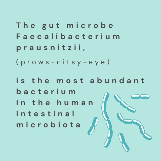 Lets talk about the most protective bacteria in your gut! Faecalibacterium prausnitzii (F.Prau) is gram-positive, mesophilic, rod-shaped, and anaerobic, and is one of the most abundant and important commensal bacteria of the human gut microbiota. 

It is non-spore forming and non-motile. This bacteria produces butyrate and other short-chain fatty acids through the fermentation of dietary fiber. 

The production of butyrate makes them an important member of the gut microbiota, fighting against inflammation in the gut which may result in gut dysbiosis and inflammatory bowel disease. 

Our prebiotic Livaux ingredient is termed a "precision prebiotic", providing fibre that feeds and stimulates the growth of F. prau which produces more butyrate for a healthier digestive system, providing an array of health benefits.⁠

Livaux derived naturally from golden kiwi fruit has two clinical trials supporting the growth of this important key gut bacteria player. 

Protect your indigenous gut bacteria with Gutbiome Advanced Synbiotics - available in capsules and powder. 

Learn more - LINKIN.BIO
